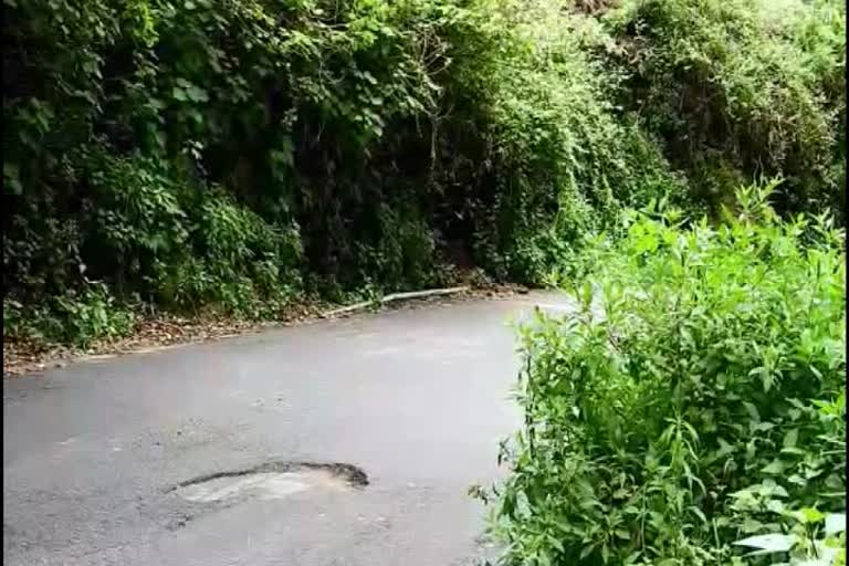 Shrubs along the main road 