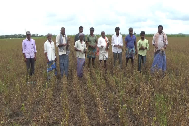soybean-crop-loss-for-farmers