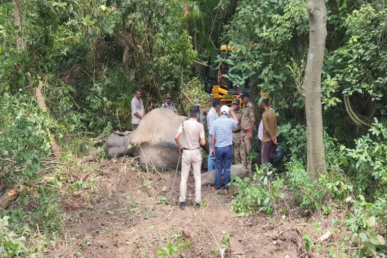 elephant death in haldwani