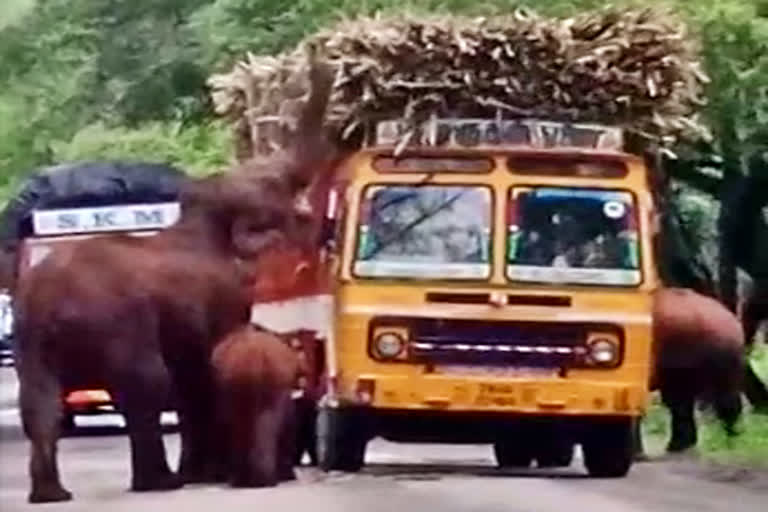 elephants-steal-sugarcane-from-truck-on-road