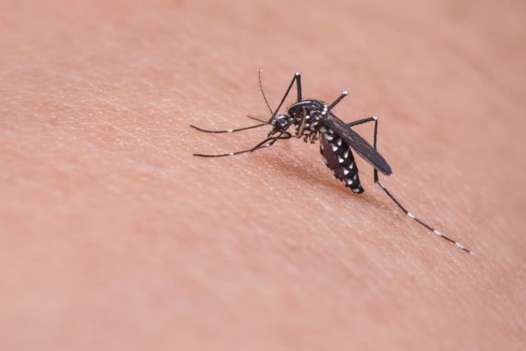 mosquito, monsoon disease, vector borne diseases, zika, dengue, sugar, spread of zika, infection, sugar baits, vector control strategies, mosquito bite, mosquito diseases