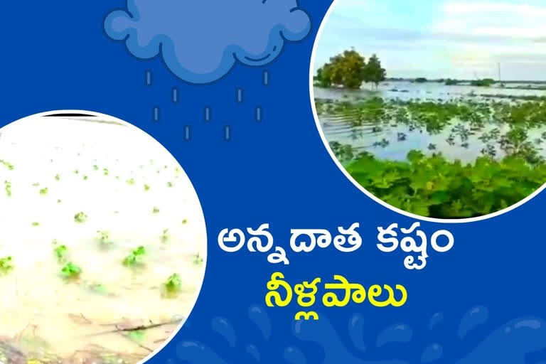 Crop loss due to heavy rains, mancherial Crop loss