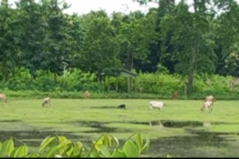 Nagaon school encroachment