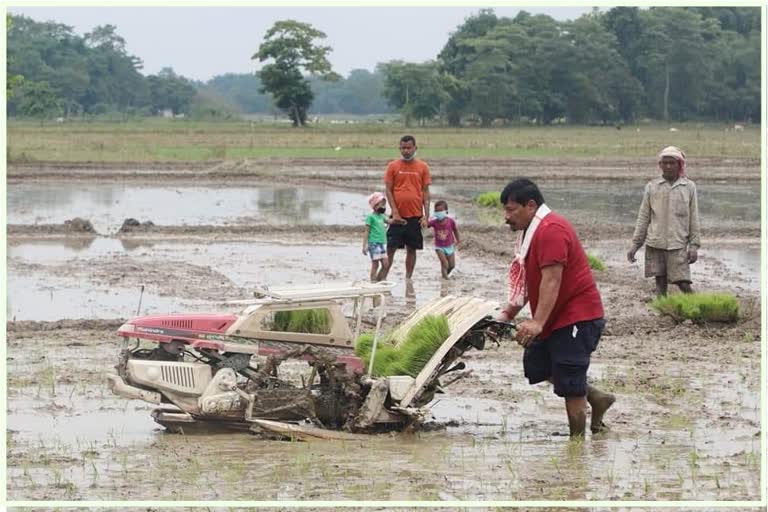 কৃষি বিভাগে যোগান ধৰা কঠীয়া ৰুই বিপদত পৰিছে কৃষক