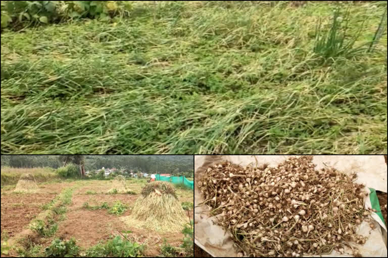 മഴയിൽ ദുരിത്തിലായി കർഷകർ  ഇടുക്കിയിലെ വെളുത്തുള്ളി കൃഷി  വെളുത്തുള്ളി കൃഷി നാശത്തിൽ  വെള്ളത്തിൽ മുങ്ങി വെളുത്തുള്ളിക്കൃഷി  ഇടുക്കിയിലെ കൃഷി  മഴയിൽ മുങ്ങി വെളുത്തുള്ളിക്കൃഷി  Kanthalloor Farmers affected by rain in Idukki  Kanthalloor Farmers  idukki kanthalloor Idukki  idukki farming  Kanthalloor Farmers affected by rain