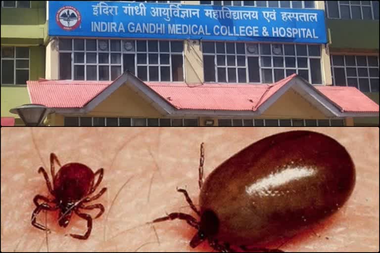 scrub typhus cases in himachal