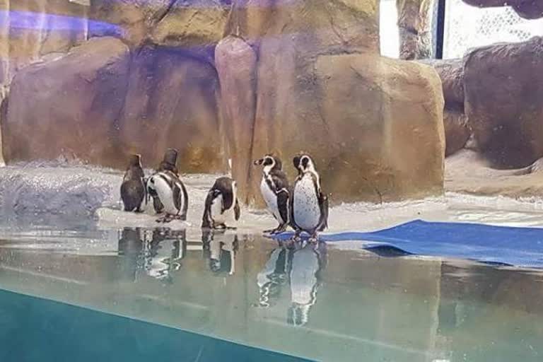 penguins