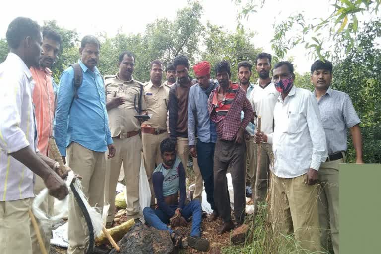 Tumkur forest department struggling to protect the sandal trees