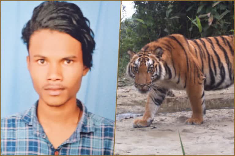 tiger-killed-a-man-in-mysuru