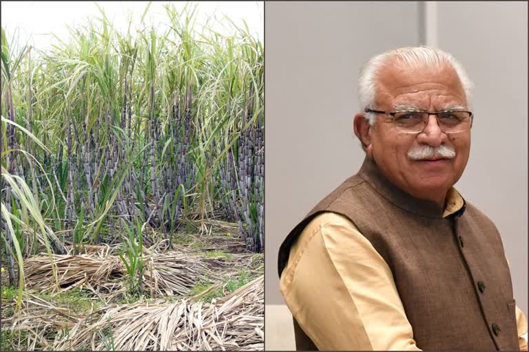 haryana sugarcane price