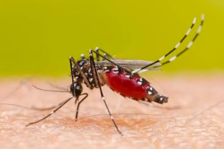 वायरल व डेंगू बुखार का प्रकोप जारी