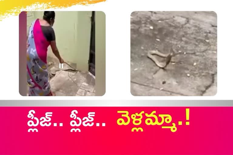 Tamil Nadu woman promises eggs and milk to cobra after coaxing it out of home