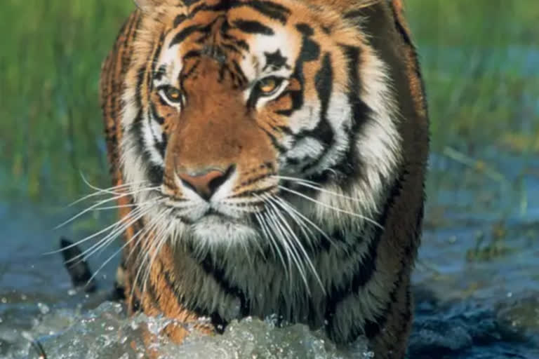 tiger terror