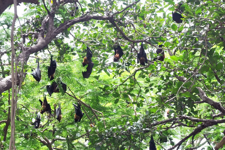 ಹನೂರಿನಲ್ಲಿ ಸಾವಿರಾರು ಬಾವಲಿಗಳ ಸಂಚಾರ