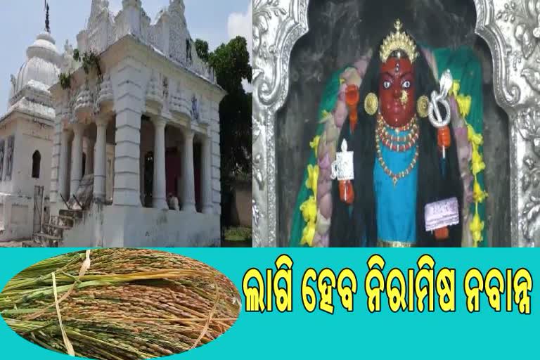 ନୂଆଖାଇ ପାଇଁ ଚଳଚଞ୍ଚଳ ସୁବର୍ଣ୍ଣପୁର, ମା ସୁରେଶ୍ବରୀଙ୍କ ଠାରେ ଲାଗି ହେବ ନିରାମିଷ ଭୋଗ