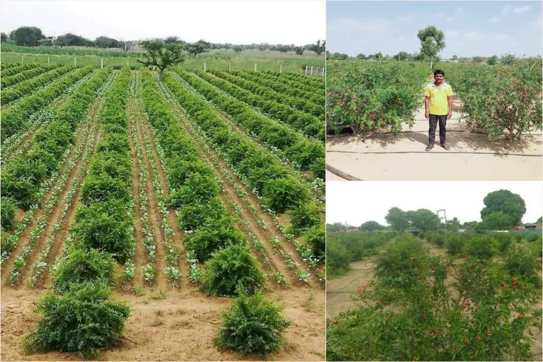 pomegranate farming techniques