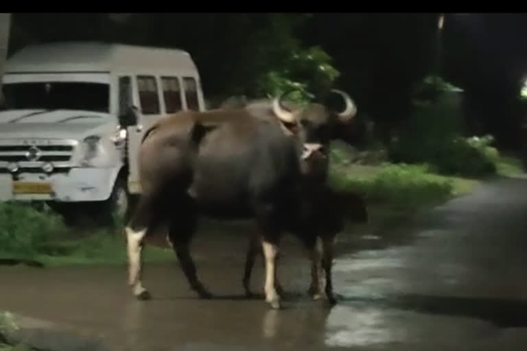 रानगव्याचा साताऱ्यात संचार