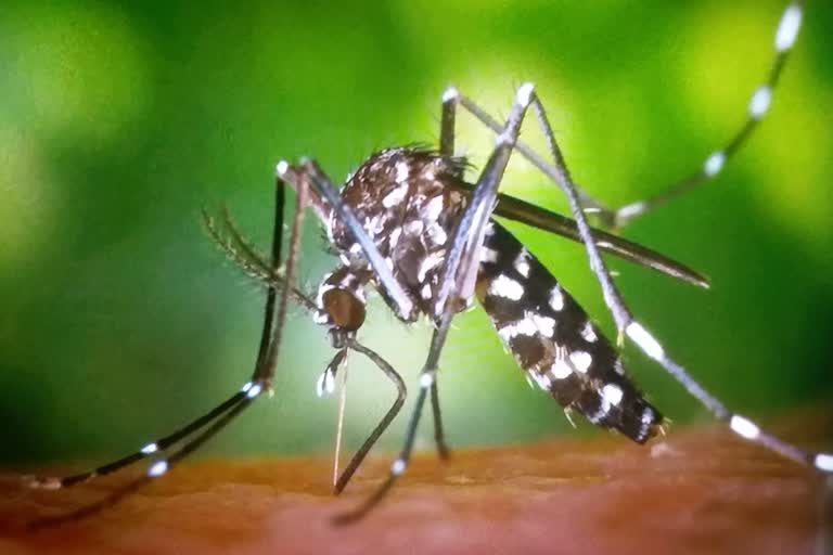 scrub typhus patients,  Chikungunya patients increased
