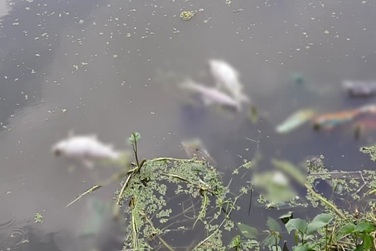 गंभीरी नदी में मछलियों की मौत, Death of fish in Gambhiri river