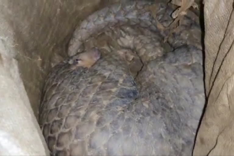 Pangolin