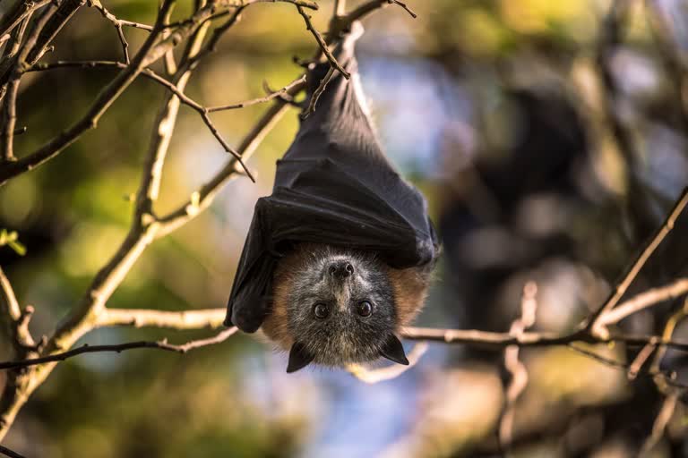 Experts From Pune Virology Institute And Forest Department Set Trap To Catch Bats In Kozhikode