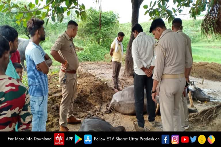 आकाशीय बिजली गिरने से चार भैंसों की मौत