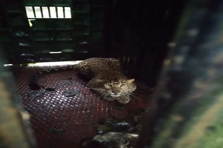 Kanker Forest Department captured two man eating leopards in cages