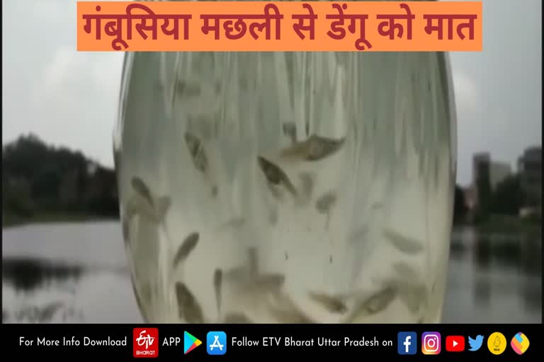 गंबूसिया मछली से डेंगू को मात