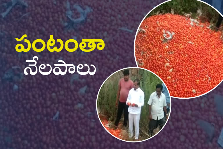 kadapa-tomato-farmers-facing-problems