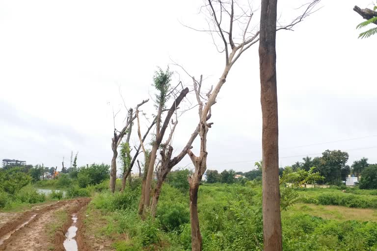 shifted trees due to use of Municipal Corporation