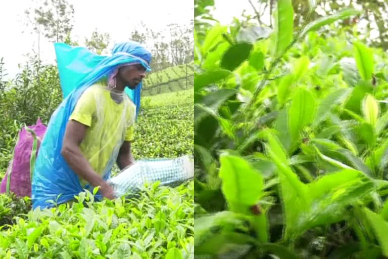 Farmers in crisis for finding buyer as tea production increased due to favorable weather  tea production  tea farmers  തേയില ഉൽപാദനം വർധിച്ചു  തേയില ഉൽപാദനം  തേയില  തേയില കർഷകർ  അനുകൂല കാലാവസ്ഥ