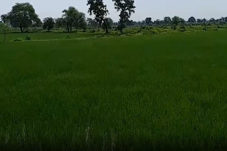 Paddy Crop