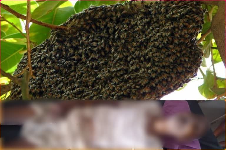 मधुमक्खी के हमले में पांच अन्य घायल