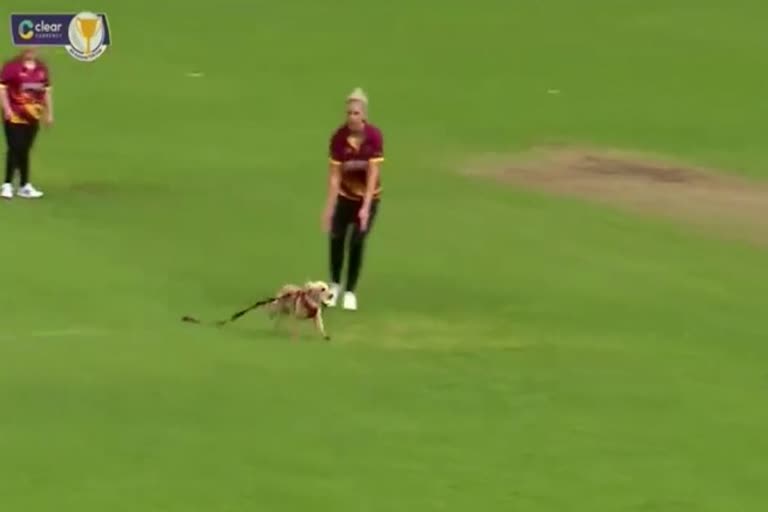 Watch: "Small Furry Pitch Invader" Interrupts All-Ireland T20 Women's Cup Match
