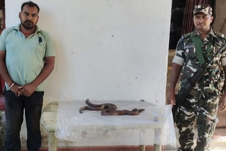 मोतिहारी: दुर्लभ प्रजाति के दो रेड सैंड बोया सांप के साथ तस्कर गिरफ्तार