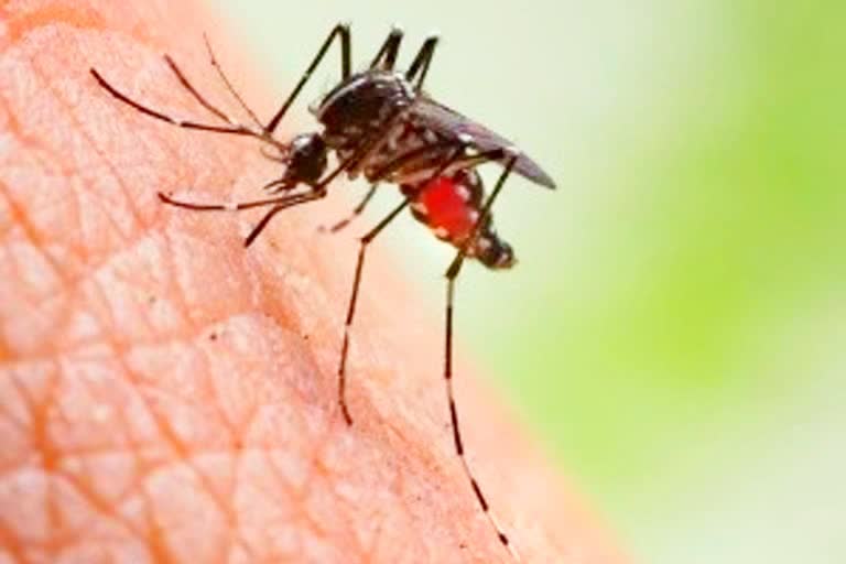 dengue