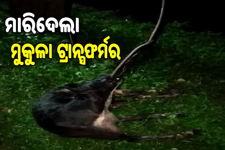 ଟ୍ରାନ୍ସଫର୍ମରର ତାରରେ ଲାଗି କୁକୁର ମୃତ