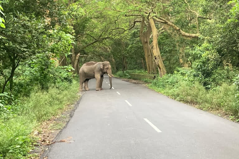 elephant on Ponta Sahib National Highway in Yamunanagar