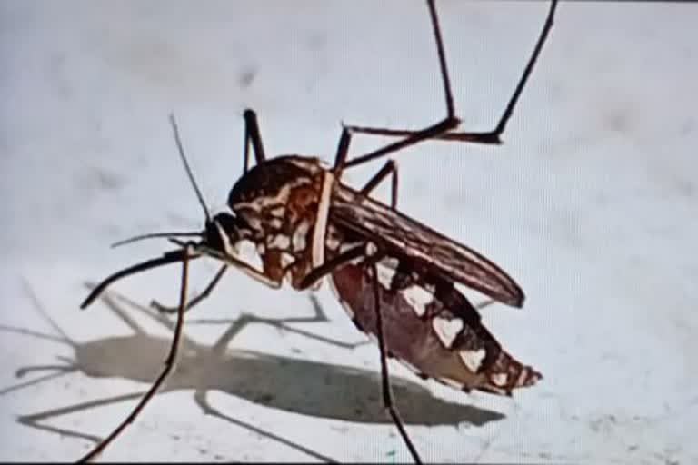 dengue