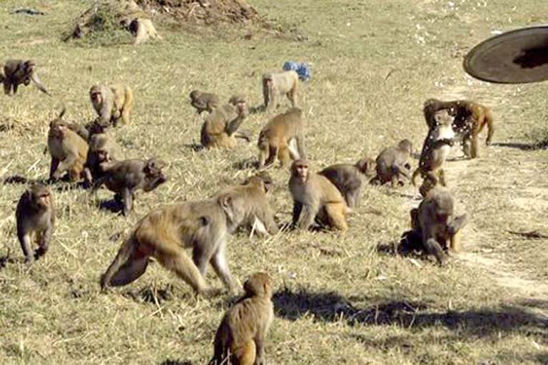 monkeys-and-wild-animals-cause-annual-damage-of-500-crore-to-crops-in-himachal