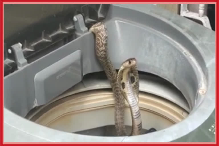 Snake in washing machine