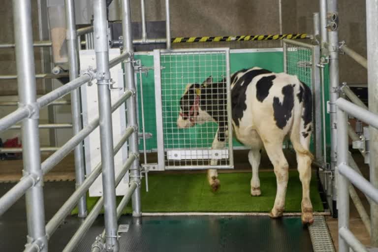 Cow Toilet Training