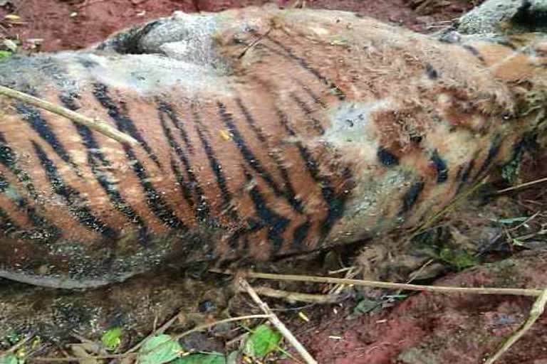 Tiger died in gundre range forest of chamarajanagar