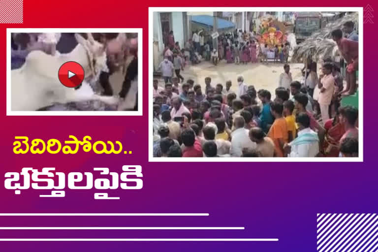 Live Video: వినాయక నిమజ్జనంలో అలజడి.. భక్తులపైకి దూసుకెళ్లిన ఎద్దులు