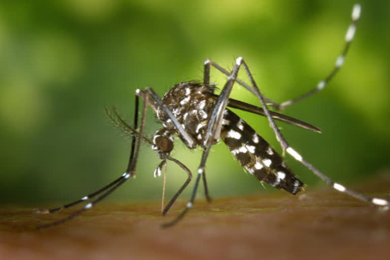 dengue in MP