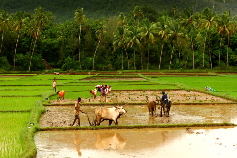 kisan samman nidhi