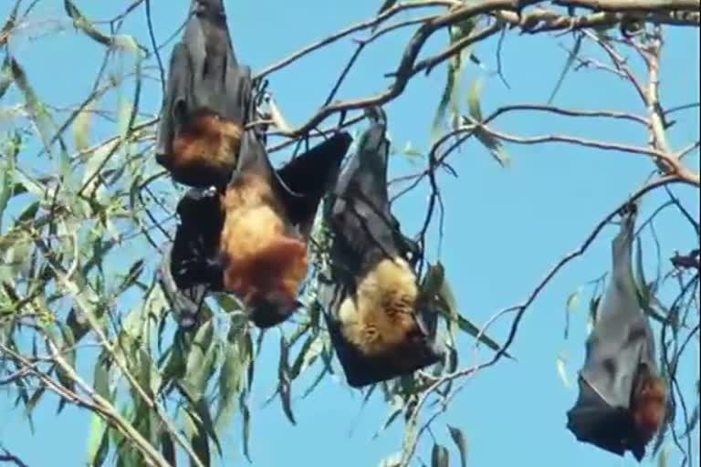 chikmagalur people fear about nipah virus