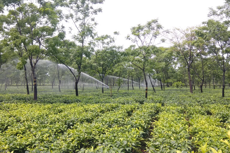 20% of Puja Bonus for Tarai Dooars Tea garden workers