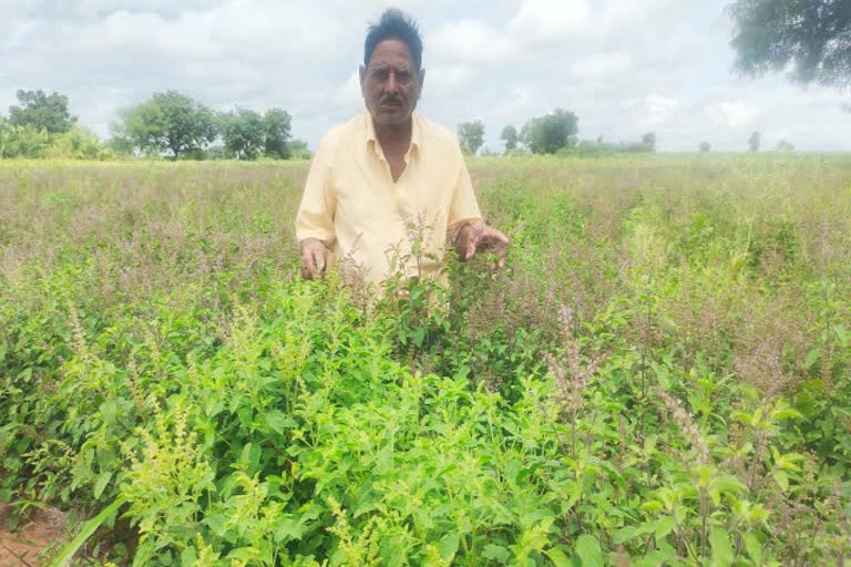 a farmer cultivated basil in 4 acres in kushtagi, koppal district