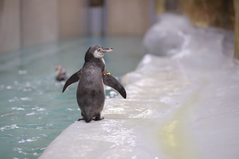 birth of the second generation of penguins in the Queen's Garden mumbai